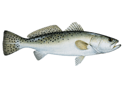 Sea Trout